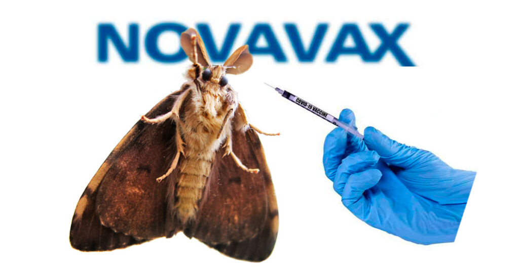 Para fabricar la inyección Novavax contra K0 B1T utilizan células de polilla