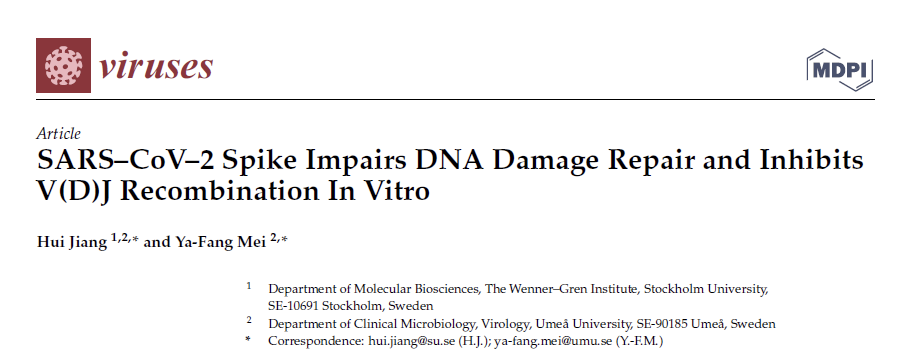 “El pico de SARS–CoV–2 perjudica la reparación del daño del ADN e inhibe la recombinación de V(D)J in vitro”