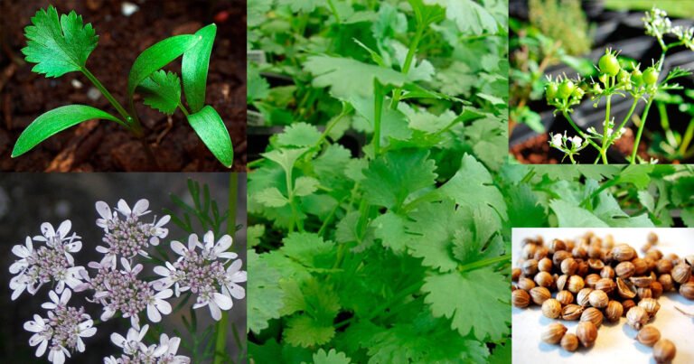 Cilantro – CienciaySaludNatural.com